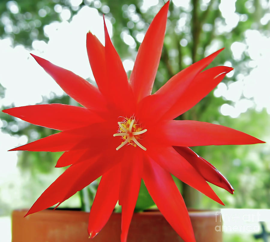 Red Easter Cactus Photograph by D Hackett