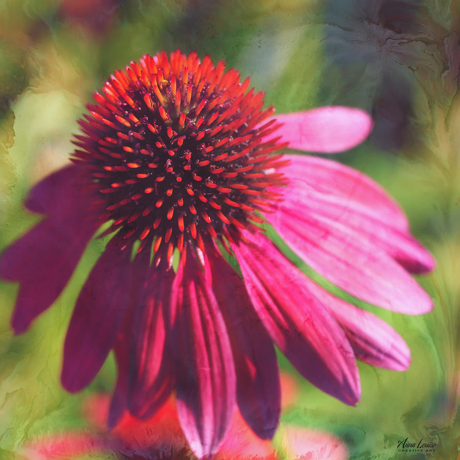 Red Echinacea Photograph by Anna Louise