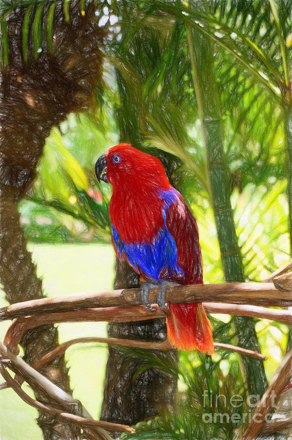 Red Eclectus Parrot Photograph by Sue Melvin