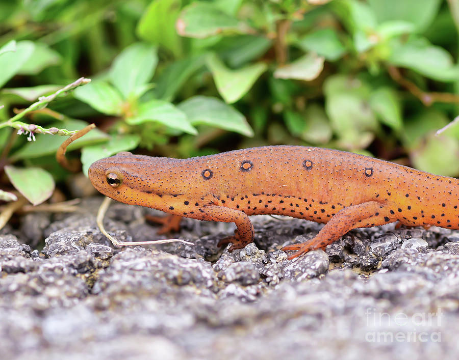 Red Eft - Close Up Photograph by Kerri Farley
