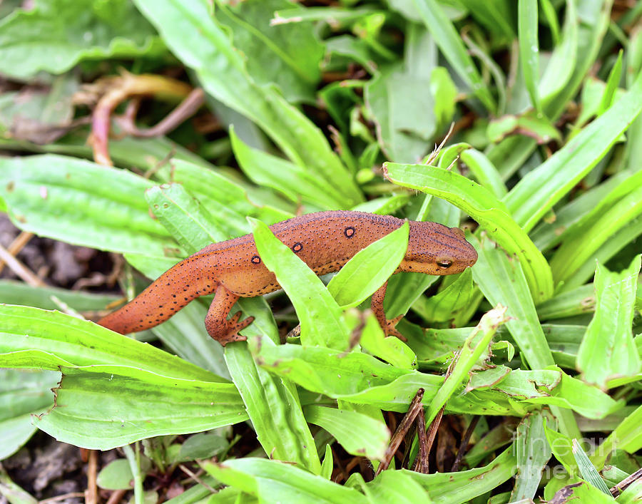 Red Eft In The Grass Photograph by Kerri Farley