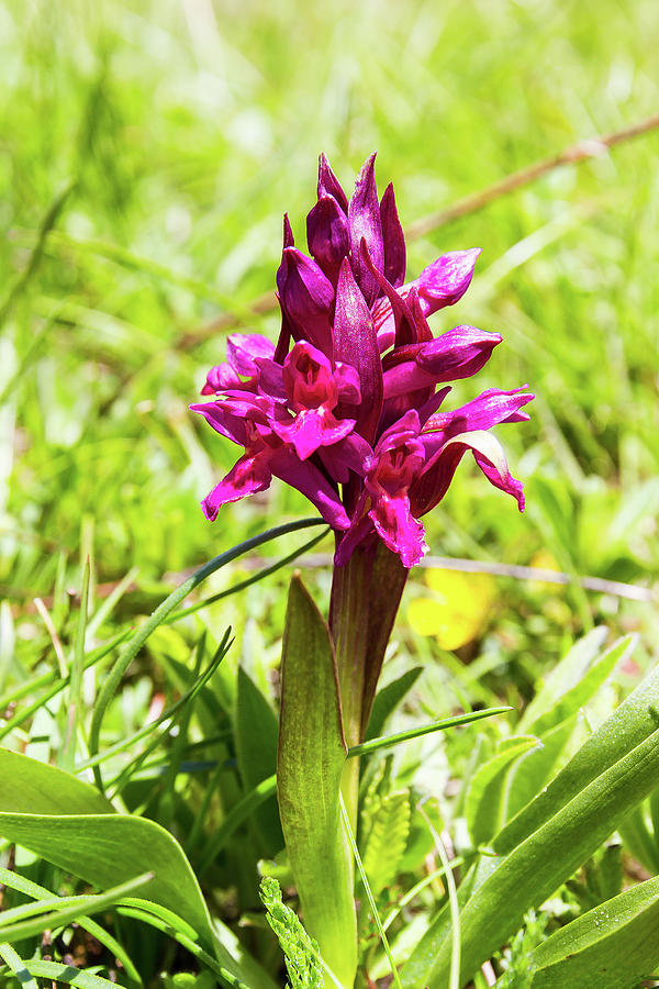 Red elder orchis - 1 Photograph by Paul MAURICE