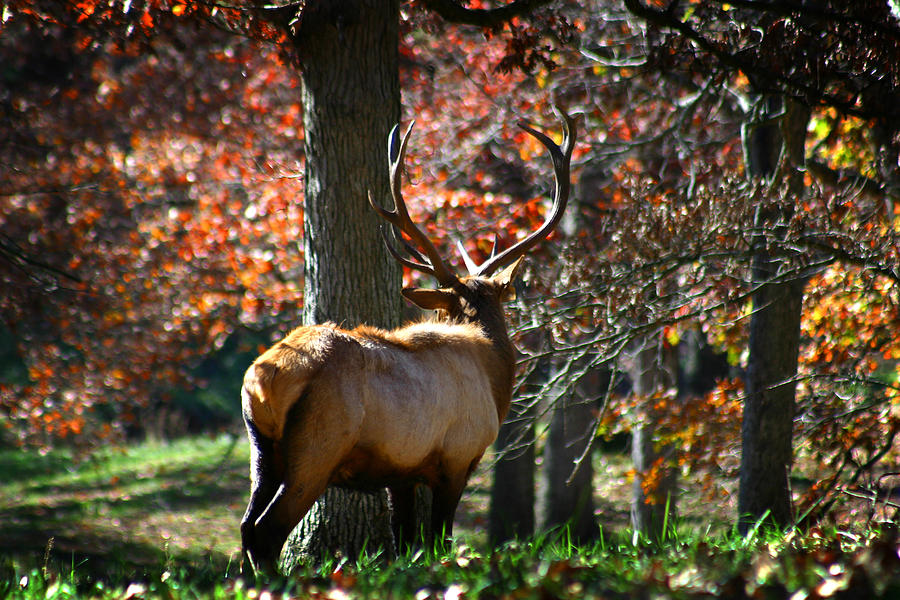 Red Elk Photograph by Anthony Jones