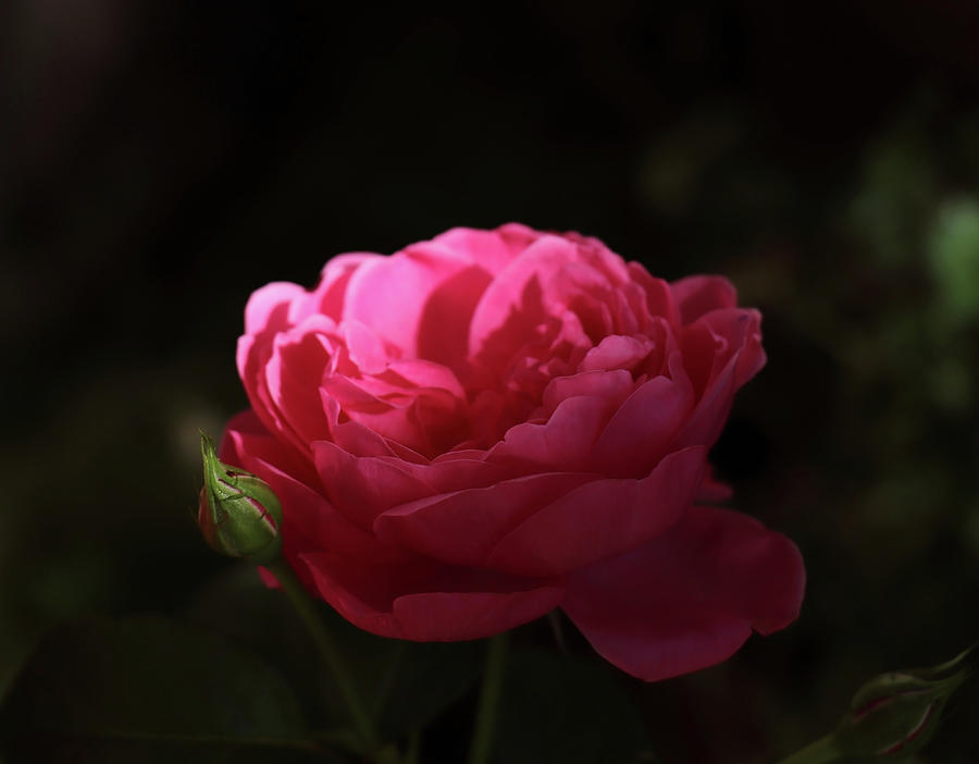 Red Evening Rose Photograph by Johanna Hurmerinta