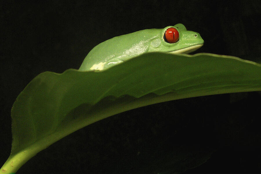 Red Eye Frog Photograph by Nancy Griswold