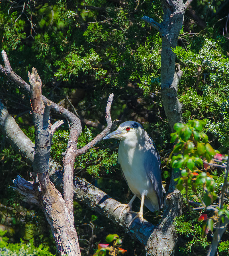Red Eye Hangover All Night Heron Photograph by Jeff at JSJ Photography