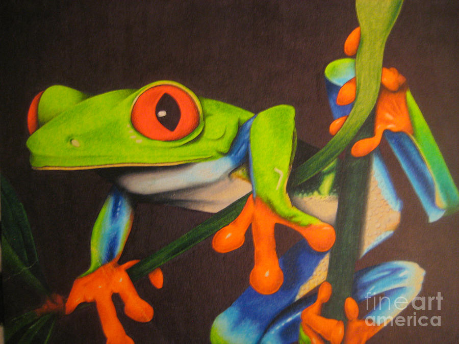 Red Eye Tree Frog Drawing by Brian Schuster Fine Art America
