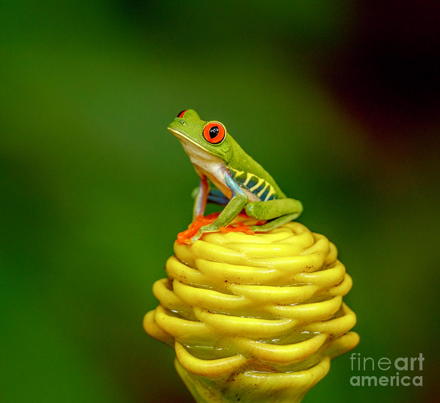 Red-eye treefrog Photograph by Judy Rogero