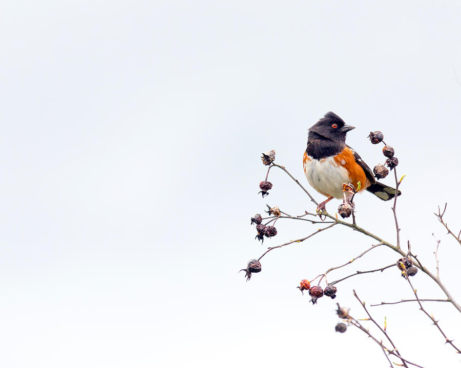 Bird Photograph - Red Eyed Bird by Rebecca Cozart