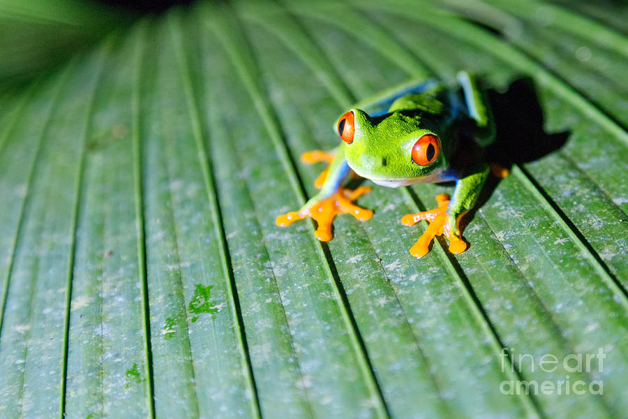 Wildlife Photograph - Red Eyed Frog close up by Matteo Colombo