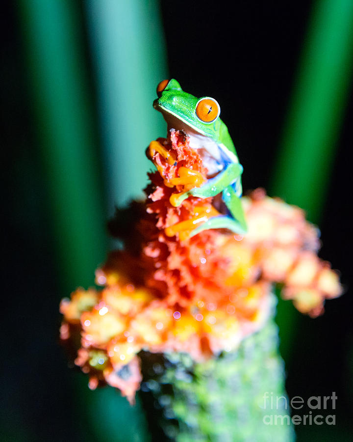 Red-eyed frog macro - Costa Rica Photograph by Matteo Colombo