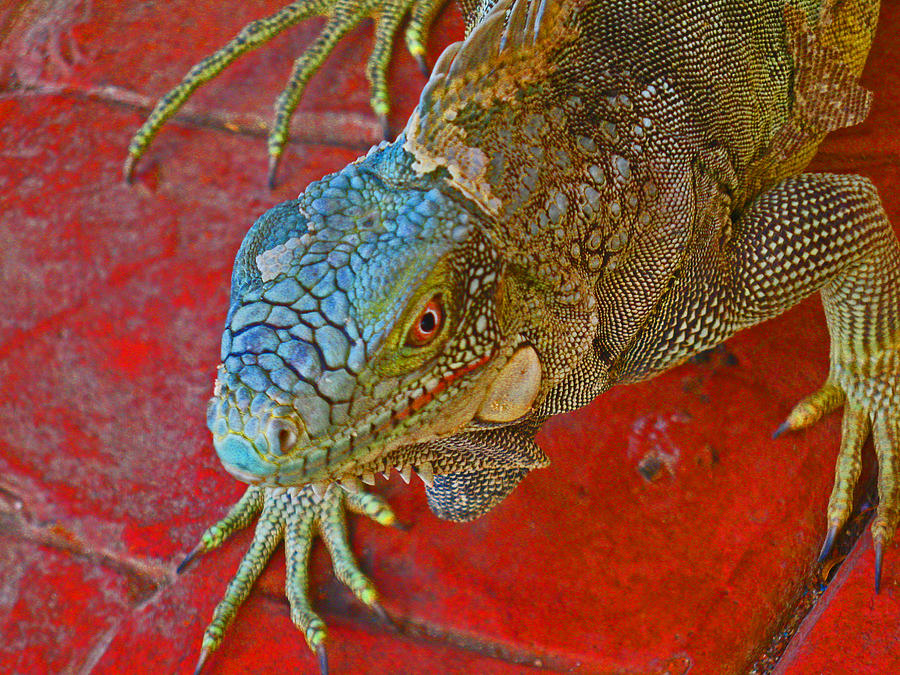 Red Eyed Iguana photo Photograph by Kelly Smith