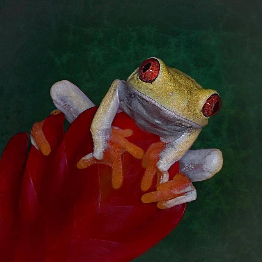 Red-Eyed Tree Frog #1 Photograph by Mitch Spence