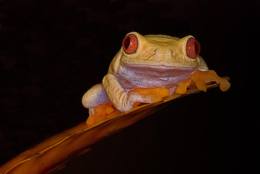 Red-Eyed Tree Frog #2 Photograph by Mitch Spence