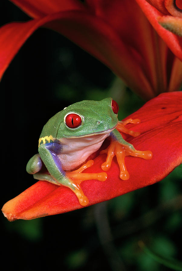 Red-eyed Tree Frog Agalychnis Photograph by Michael Durham