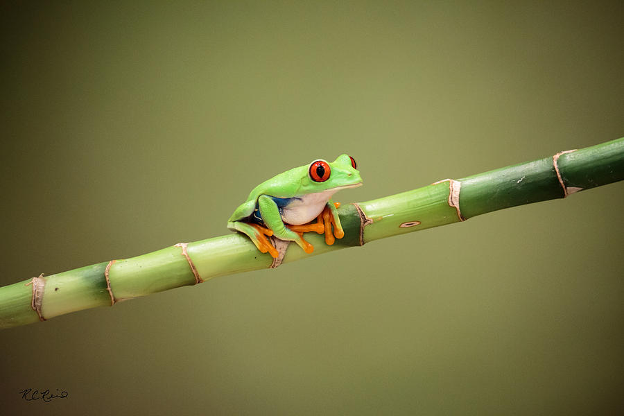 Macro Workshop - Red Eyed Tree Frog - at Attention Photograph by Ronald Reid