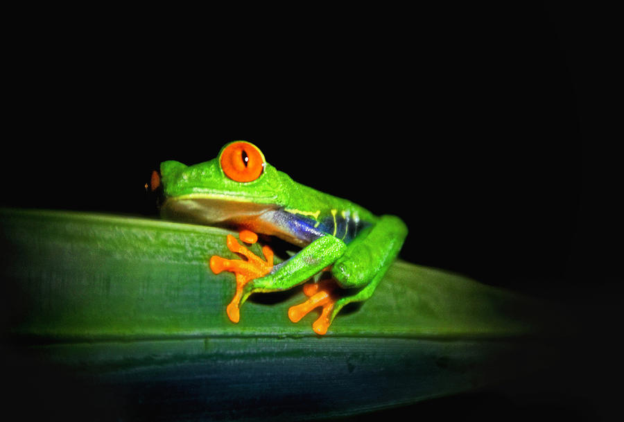 Red-eyed Tree Frog Photograph by Carolyn Derstine