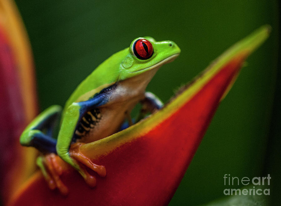 Red- Eyed Tree Frog Costa Rica 1 Photograph by Bob Christopher
