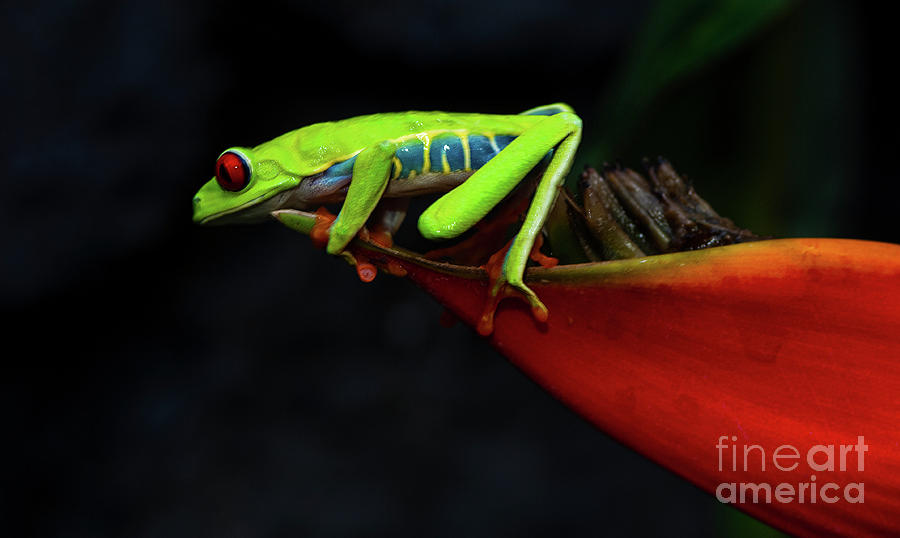 Red Eyed Tree Frog Costa Rica 11 Photograph by Bob Christopher