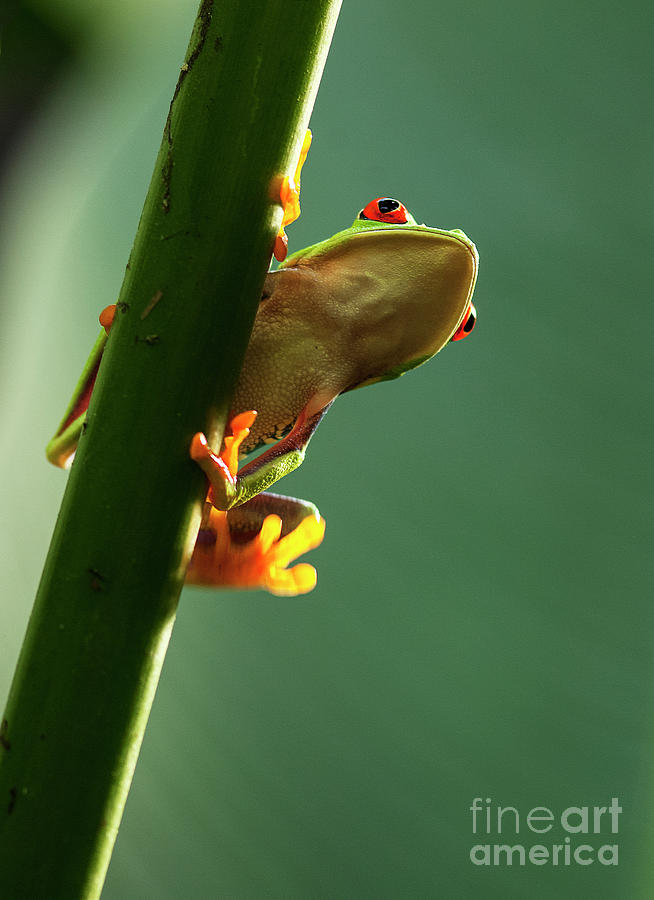 Red- Eyed Tree Frog Costa Rica 3 Photograph by Bob Christopher