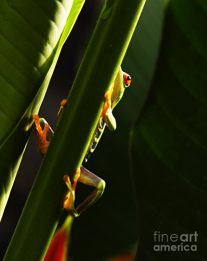 Red- Eyed Tree Frog Costa Rica 4 Photograph by Bob Christopher