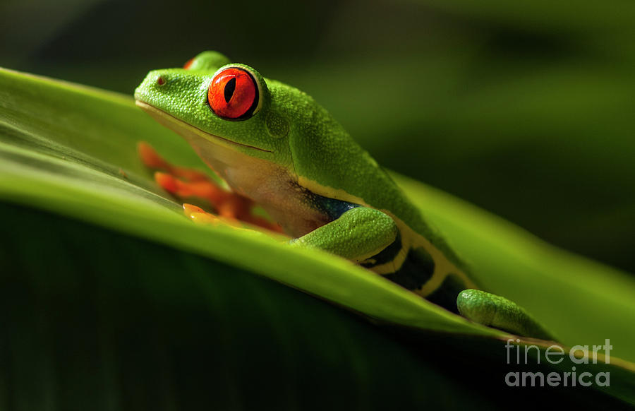 Red- Eyed Tree Frog Costa Rica 7 Photograph by Bob Christopher