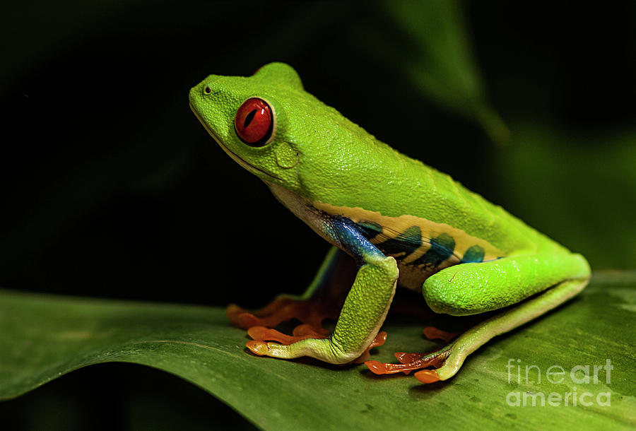 Red- Eyed Tree Frog Costa Rica 8 Photograph by Bob Christopher