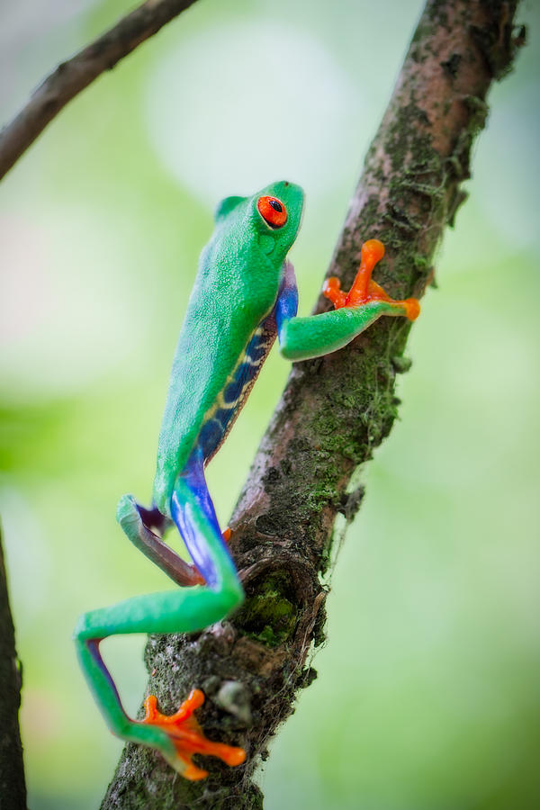 red eyed tree frog Costa Rica Photograph by Dirk Ercken