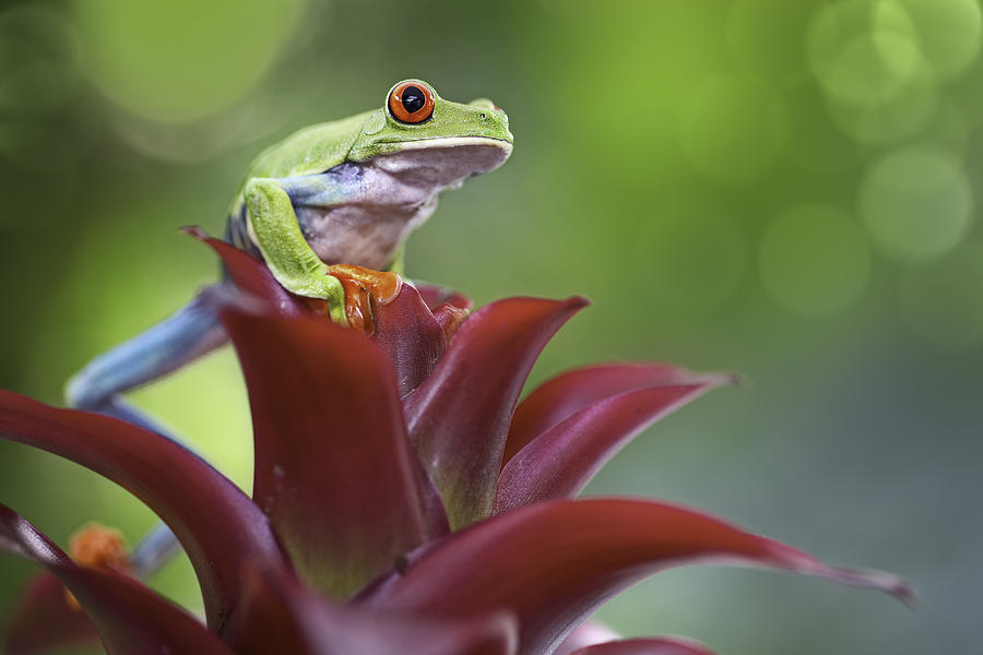 Jungle Photograph - red eyed tree frog Costa Rica forest by Dirk Ercken
