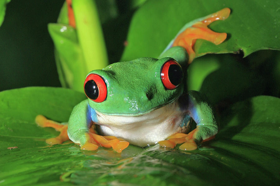 Red Eyed Tree Frog Photograph by David Freuthal