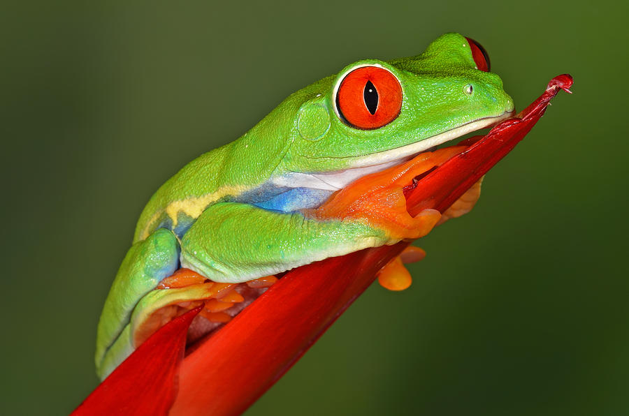 Nature Photograph - Red-eyed Tree Frog by Dean Pennala