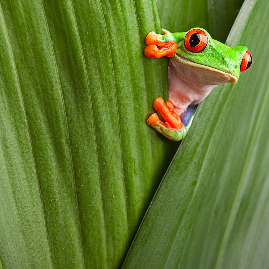 Jungle Photograph - Red Eyed Tree Frog  by Dirk Ercken
