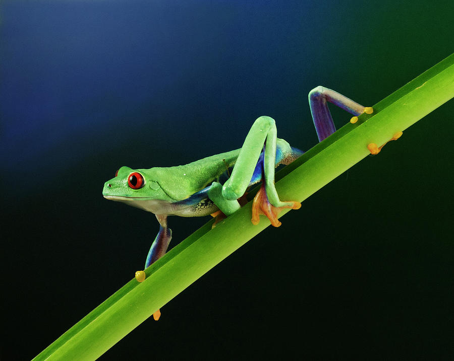 Red-Eyed Tree Frog Hunting Photograph by Denise Saldana