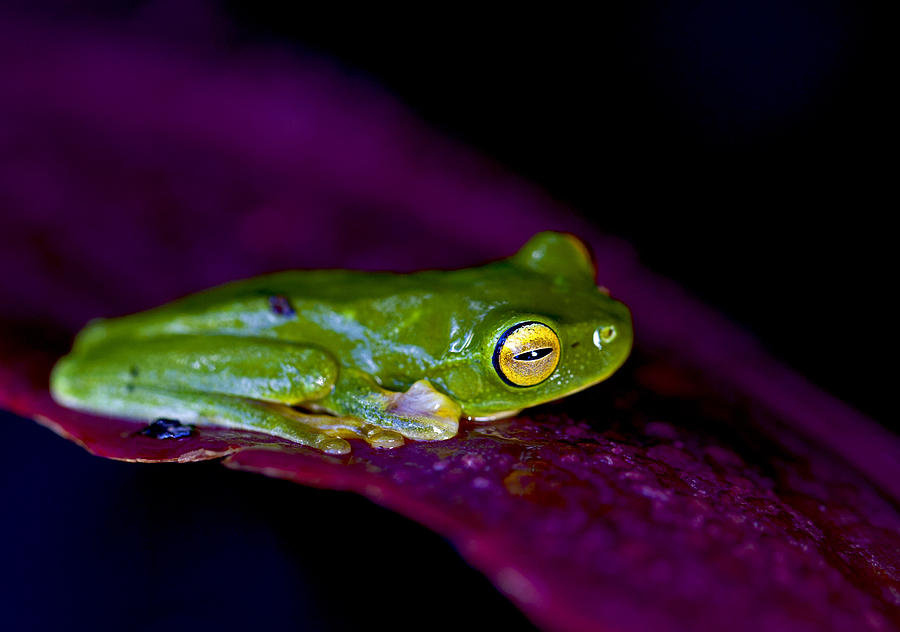 Frog Photograph - Red-eyed Tree Frog by Jamie Cain