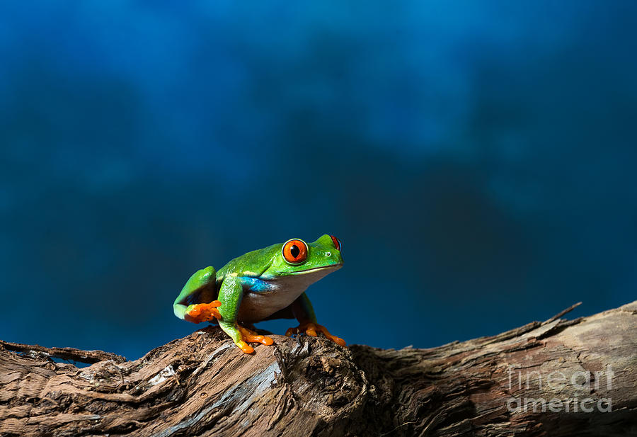 blue red eyed tree frogs