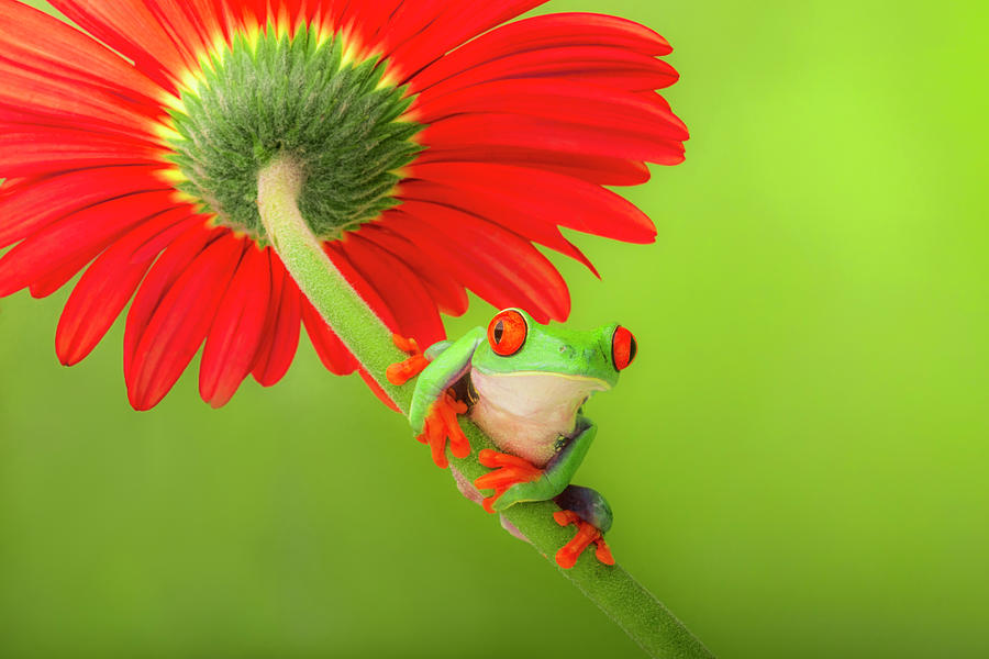 Red-Eyed Tree Frog Photograph by Lindley Johnson