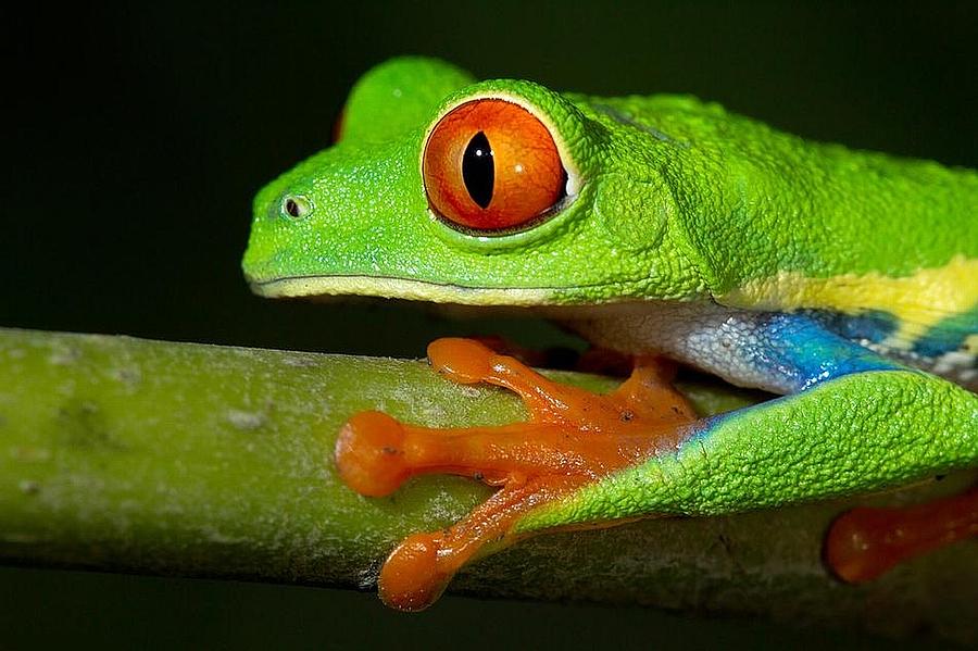 Wildlife Digital Art - Red Eyed Tree Frog by Maye Loeser