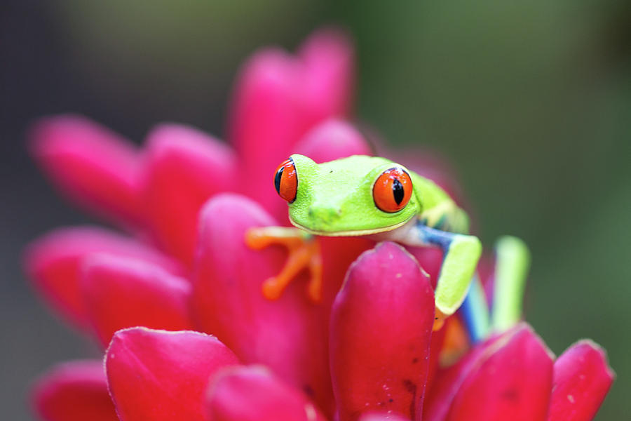 Red- Eyed Tree Frog on Red Ginger Plant Photograph by Stefan Mazzola