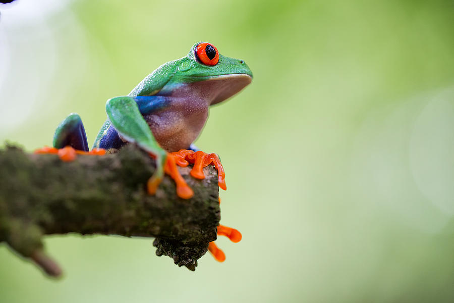 Red Eyed Tree Frog Sitting Photograph by Dirk Ercken