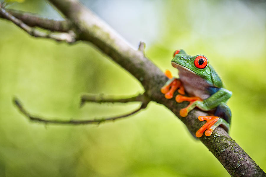 red eyed treefrog Costa Rica Photograph by Dirk Ercken