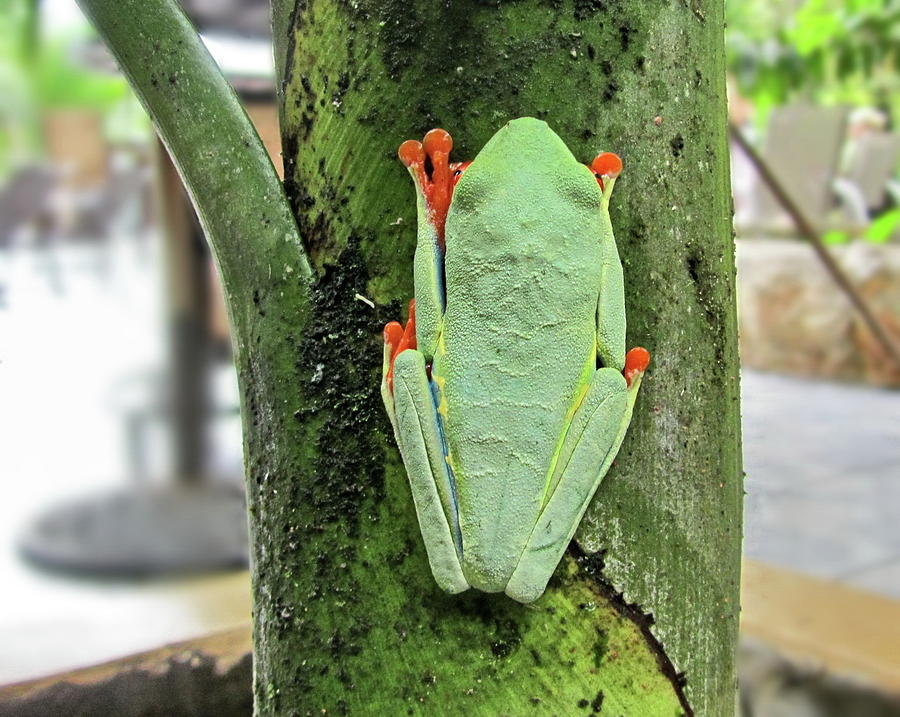 Red-eyed Treefrog Photograph by Lyuba Filatova