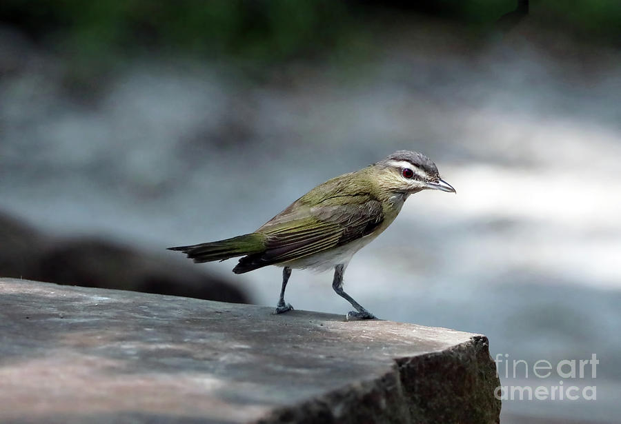 Red-eyed Vireo Photograph by Elizabeth Winter