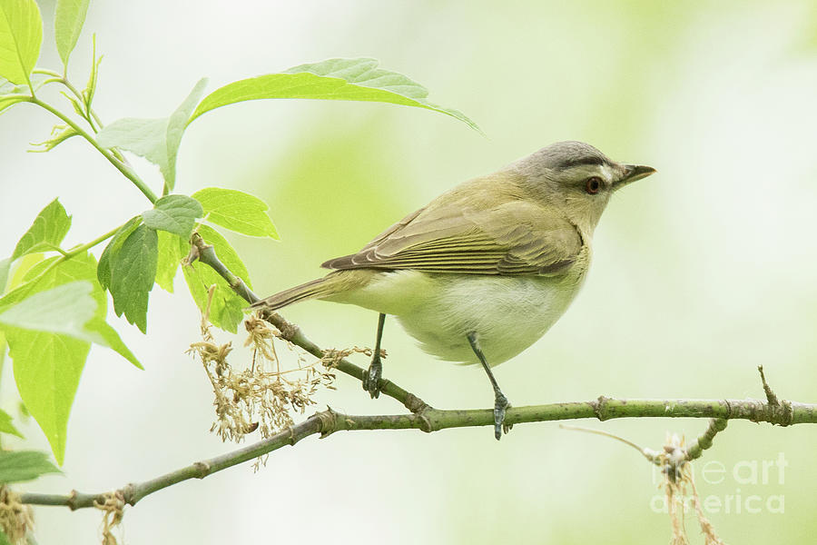 Red Eyed Vireo In New Leaf Growth Photograph