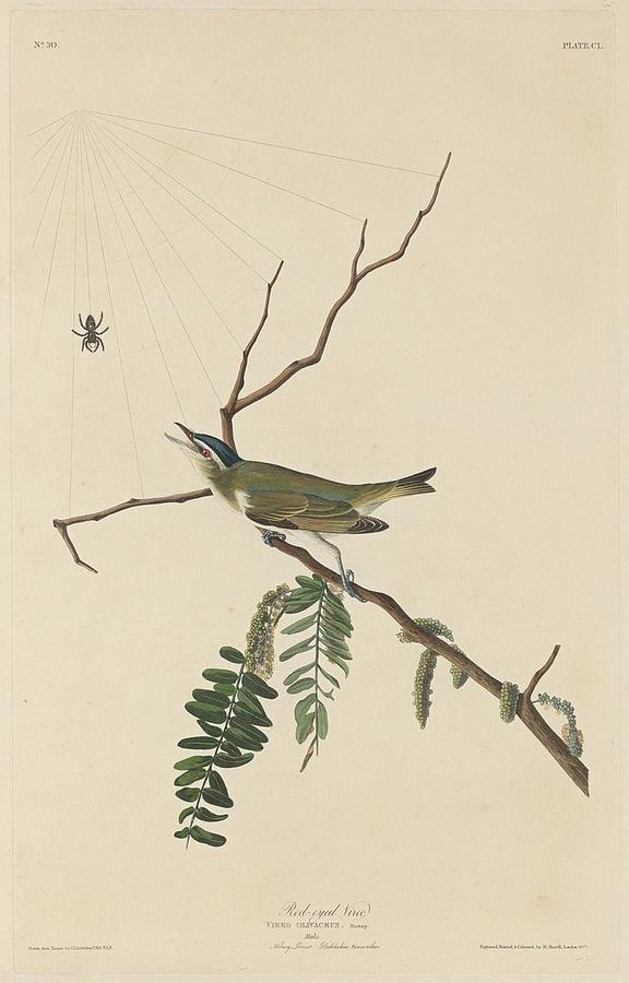 John James Audubon Drawing - Red-Eyed Vireo by Dreyer Wildlife Print Collections 