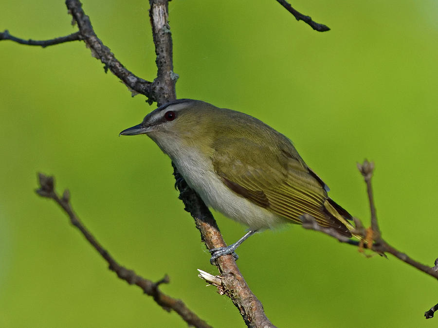 Red-eyed Vireo On Branch Photograph