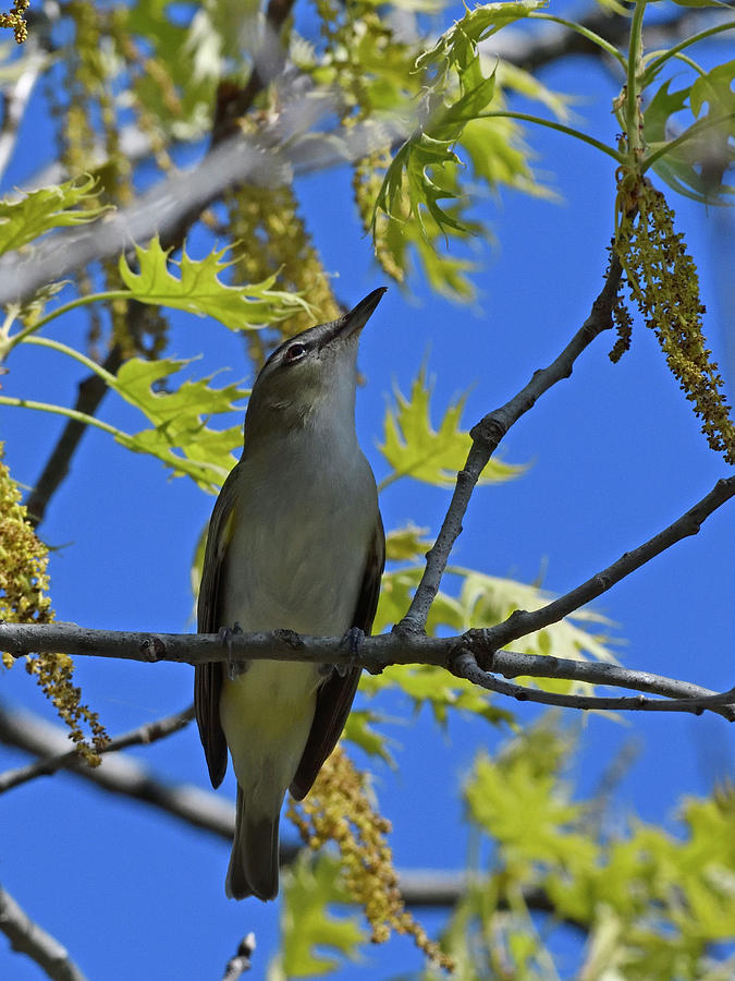 Red-eyed Vireo On Oak Tree Photograph