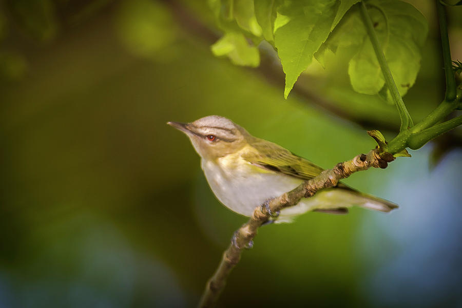 Red eyeed Vireo - Magee Marsh, Ohio Photograph by Jack R Perry