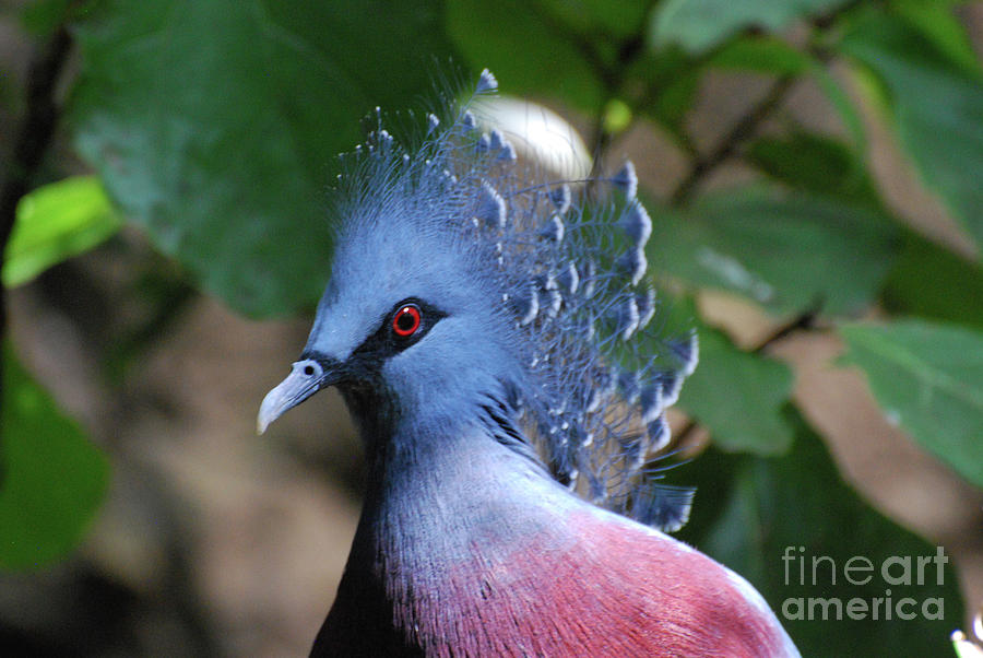 Red Eyes on a Victoria Crowned Pigeon Bird Photograph by DejaVu Designs ...