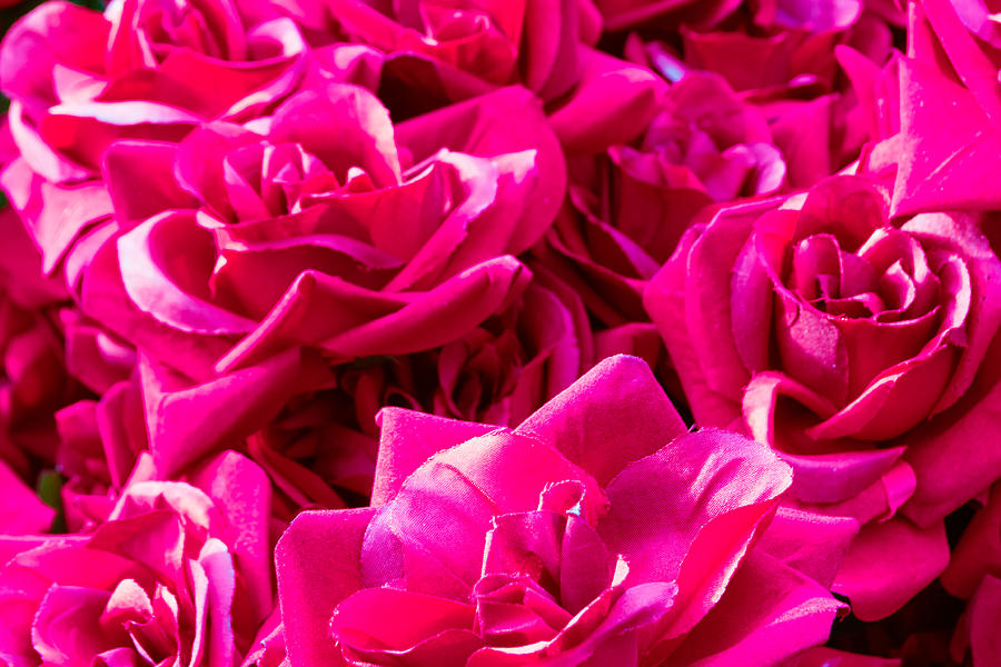 Red Fabric Roses Photograph by John Williams