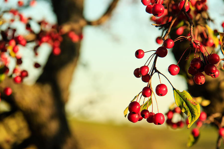 Red Fall Berries Photograph by Joni Eskridge